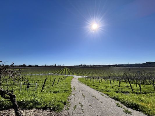La Crema Estate at Saralee's Vineyard by null