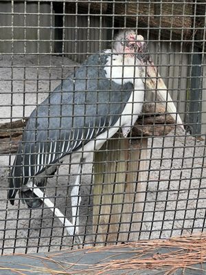 The Avian Conservation Center & Center for Birds of Prey by null