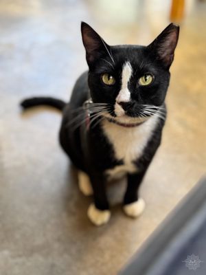 Acre Restaurant by null