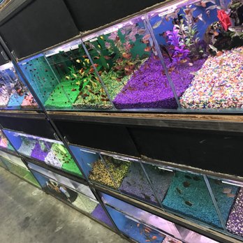 Hong Kong Tropical Fish - Local Fish Stores Near Me - Artesia, California Hong Kong Tropical Fish - Local Fish Stores Near Me - Artesia, California