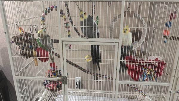 Birds & More by null