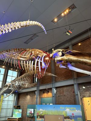 New Bedford Whaling Museum by null