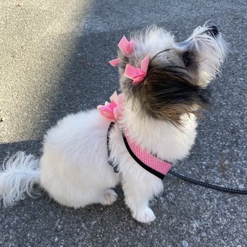 Heidi's Dog Grooming - My princess after her grooming appointment - Pet Groomers Near Me - Mountain View, California Heidi's Dog Grooming - My princess after her grooming appointment - Pet Groomers Near Me - Mountain View, California