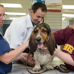 Grand Rapids Veterinary Clinic
