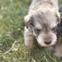 Miniature Schnauzers of Texas