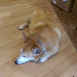 Henry Kitchen & Bath - Gotta love a store with its own dog!