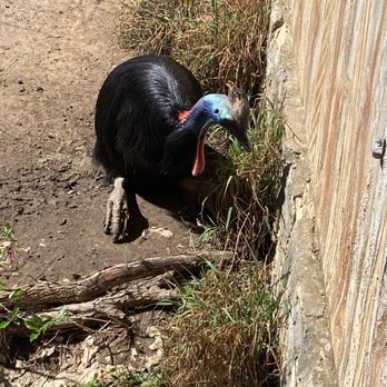 San Antonio Zoo - Curassow - Zoos Near Me - San Antonio, Texas