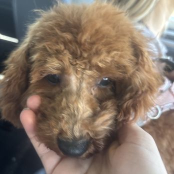 Petco - this poor dog... - Pet Stores Near Me - Irvine, California Petco - this poor dog... - Pet Stores Near Me - Irvine, California