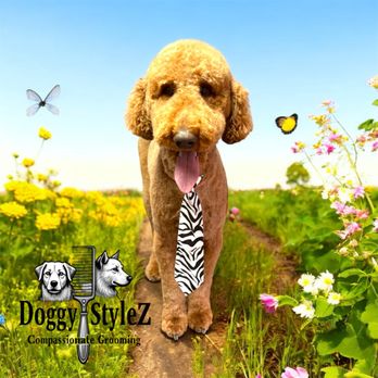 Doggy StyleZ - Standard Poodle - Pet Groomers Near Me - Effingham , South Carolina Doggy StyleZ - Standard Poodle - Pet Groomers Near Me - Effingham , South Carolina