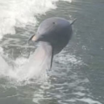 The Dolphin Explorer - Boating Near Me - Marco Island, Florida