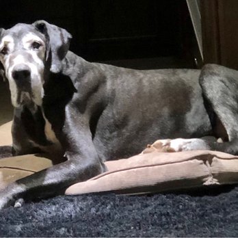 Woodlake Veterinary Housecall Services - Our beautiful Great Dane - Veterinarians Near Me - Visalia, California Woodlake Veterinary Housecall Services - Our beautiful Great Dane - Veterinarians Near Me - Visalia, California