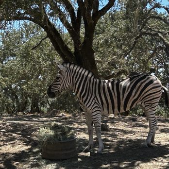 Safari West - Zoos Near Me - Santa Rosa, California