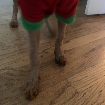 SF Dog Parlour - You could see his leg bones - Pet Groomers Near Me - San Francisco, California SF Dog Parlour - You could see his leg bones - Pet Groomers Near Me - San Francisco, California