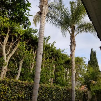 Environmental Green Tree Care - The palm trees - Tree Services Near Me Environmental Green Tree Care - The palm trees - Tree Services Near Me