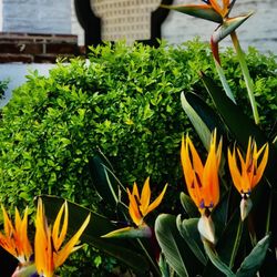 HomeGoods - Garden out front