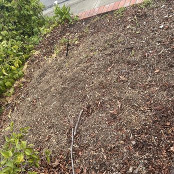 Golden Tree Company - Front yard tree removal and grinded - Tree Services Near Me - San Jose, California Golden Tree Company - Front yard tree removal and grinded - Tree Services Near Me - San Jose, California