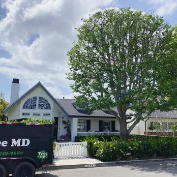Tree MD of Orange County - Trimming done on a Liquidambar tree at a lovely Newport Beach home for a valued client! - Tree Services Near Me Tree MD of Orange County - Trimming done on a Liquidambar tree at a lovely Newport Beach home for a valued client! - Tree Services Near Me