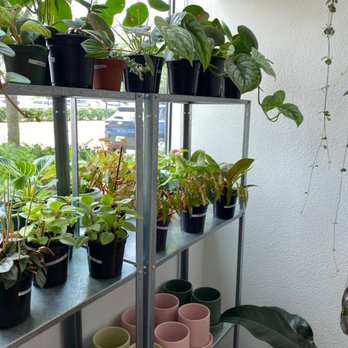 Cool Hand Robyn Pottery and Plants - Pottery and plants - Nurseries & Gardening Near Me - Orlando, Florida Cool Hand Robyn Pottery and Plants - Pottery and plants - Nurseries & Gardening Near Me - Orlando, Florida