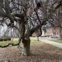 Photo of Wicked Cardinal Tree