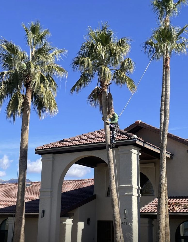 Green Leaf Landscaping and Tree Service - tree service in Tucson, AZ
