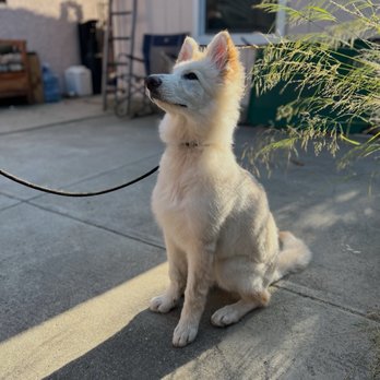 Keen K9 - Pet Training Near Me