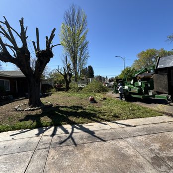 Oak Grove Tree Care - After cut - Tree Services Near Me Oak Grove Tree Care - After cut - Tree Services Near Me