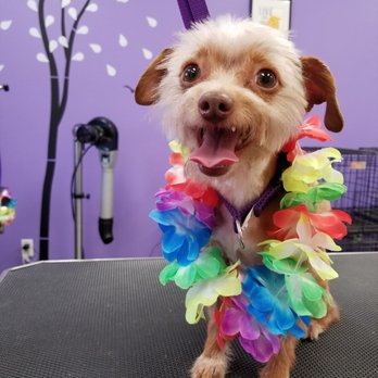 Shirley's Grooming - Not every pet is perfect for grooming, but we still manage to uncover their cute faces! - Pet Groomers Near Me - Torrance, California Shirley's Grooming - Not every pet is perfect for grooming, but we still manage to uncover their cute faces! - Pet Groomers Near Me - Torrance, California