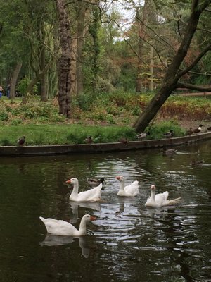 Oosterpark Amsterdam by null