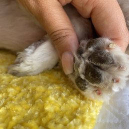 Cut past the nail quick. This is painful for dogs.