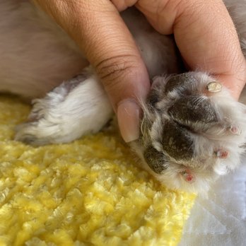 Classy Canine Grooming - Cut past the nail quick. This is painful for dogs. - Pet Groomers Near Me - Miami, Florida