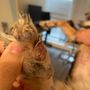 Photo of Veterinary Skin & Ear