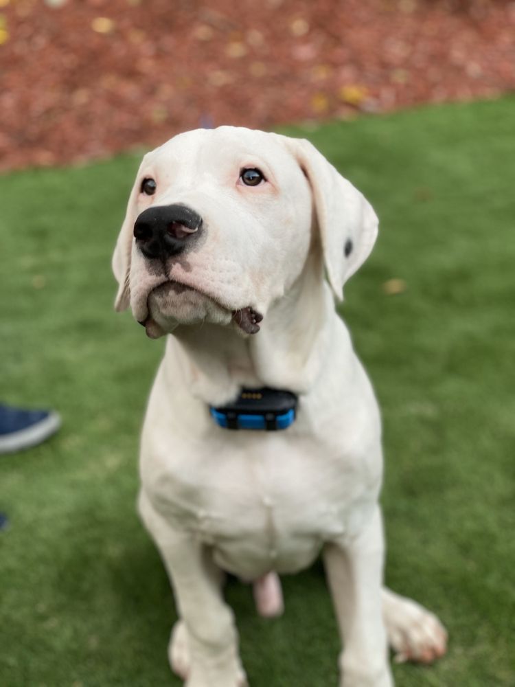 K9 OFF LEASH Updated September 2024 16 Photos 7140 NW 2nd Ct