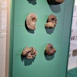 Urweltmuseum für Geologie u. Paläontologie - Fossilien