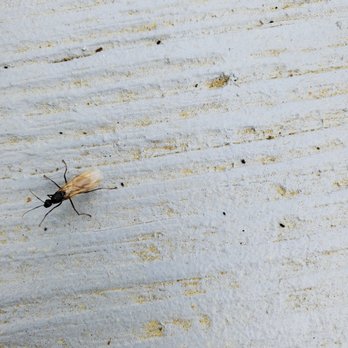 P.I. Pest Investigators - Pest Control Near Me - Hyannis, Massachusetts P.I. Pest Investigators - Pest Control Near Me - Hyannis, Massachusetts