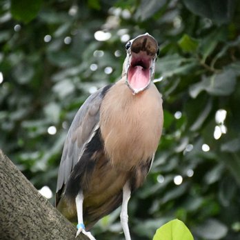 National Aviary - Say ahhhh - Zoos Near Me - Pittsburgh, Pennsylvania National Aviary - Say ahhhh - Zoos Near Me - Pittsburgh, Pennsylvania