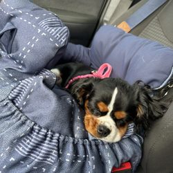 G.O.D.O.G.S.