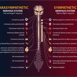 Foundation Chiropractic