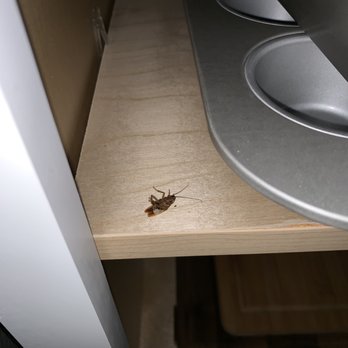 Lake House - Dead cockroach in my cabinet - Apartments Near Me - Davenport, Florida Lake House - Dead cockroach in my cabinet - Apartments Near Me - Davenport, Florida