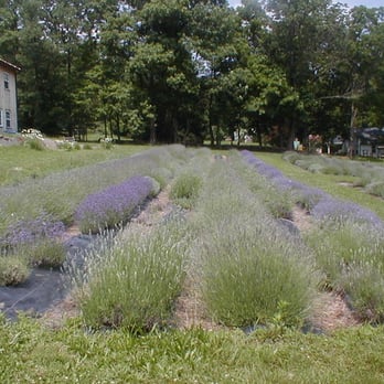 Peace Valley Lavender Farm - Home & Garden Near Me - Doylestown, Pennsylvania Peace Valley Lavender Farm - Home & Garden Near Me - Doylestown, Pennsylvania