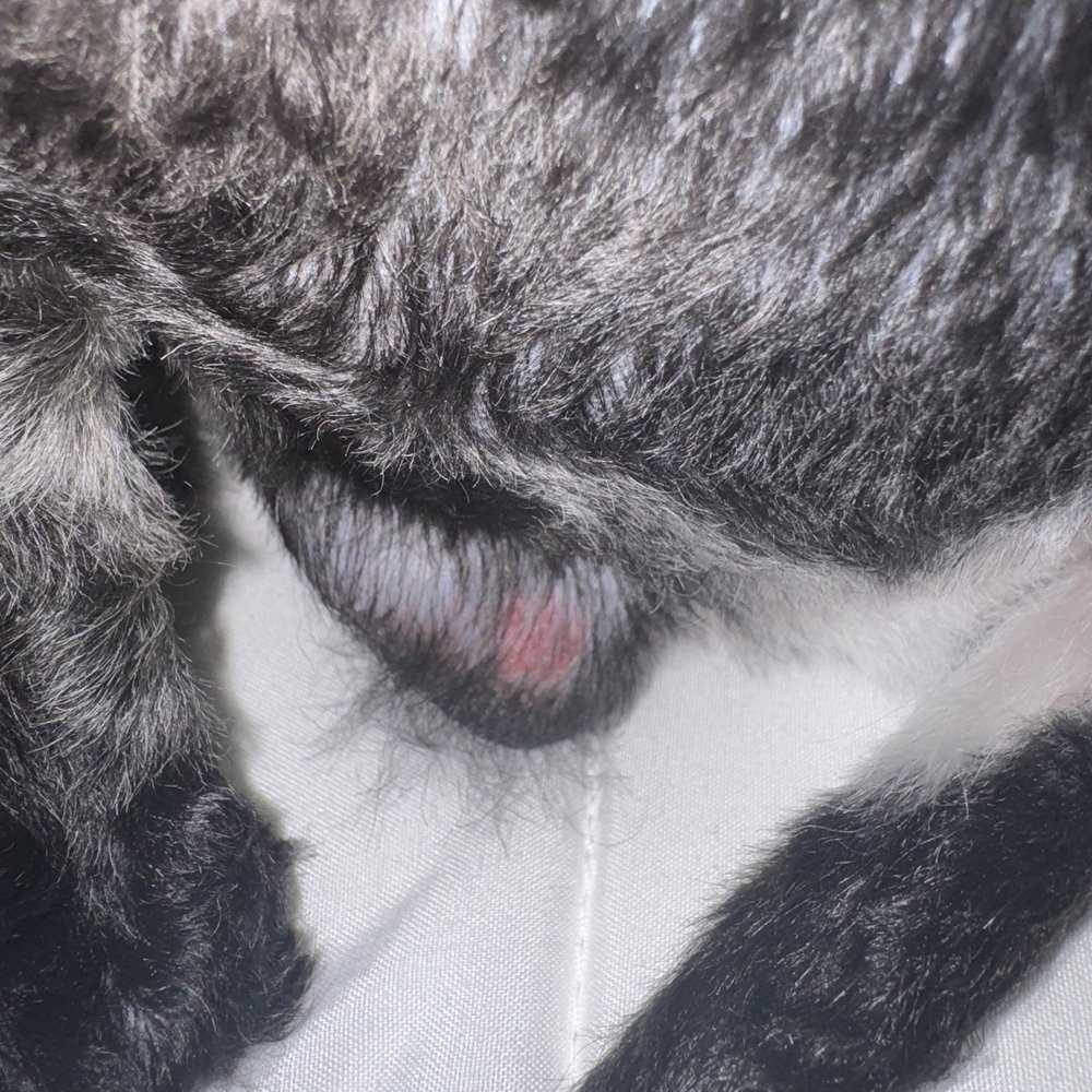 PetSmart - His left testicle badly cut. - Pet Training Near Me - Dallas, Texas