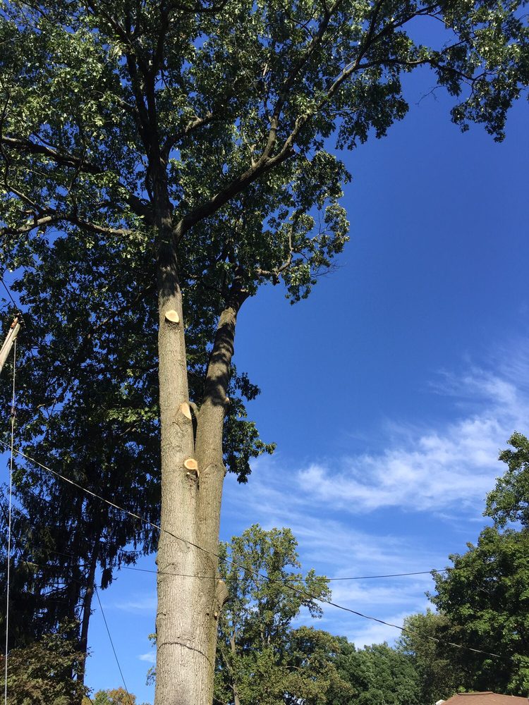 Popular Tree Service - tree service in Wilmington, DE