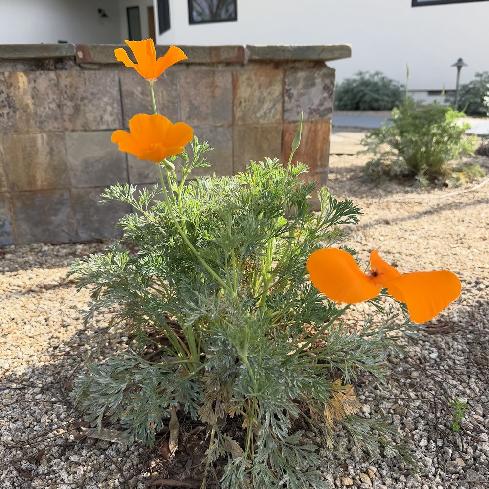 California poppies!