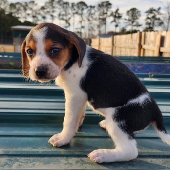 X' CALIBER BEAGLES - Pet Breeders Near Me - Jamesville, North Carolina