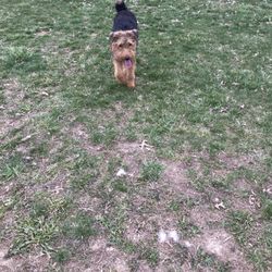 Flat Run Dog Park - Little exercise this afternoon