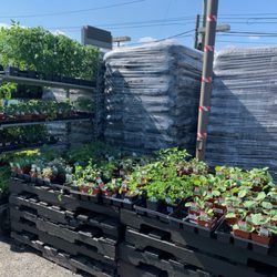 Second Chance Plants - Herb Selection