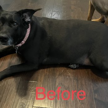 Twin Lakes Pet Resort & Spa - You can see here how dirty and flaky she is here before the appointment. - Pet Groomers Near Me - Aubrey, Texas Twin Lakes Pet Resort & Spa - You can see here how dirty and flaky she is here before the appointment. - Pet Groomers Near Me - Aubrey, Texas