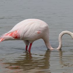 Parc Ornithologique de Pont de Gau