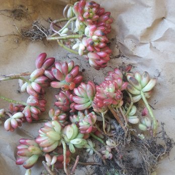 Ace Mega Succulents - Nurseries & Gardening Near Me - Lemon Grove, California Ace Mega Succulents - Nurseries & Gardening Near Me - Lemon Grove, California