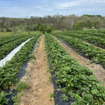 Wegmeyer Farms - Strawberry fields - Do-It-Yourself Food Near Me - Hamilton, Virginia