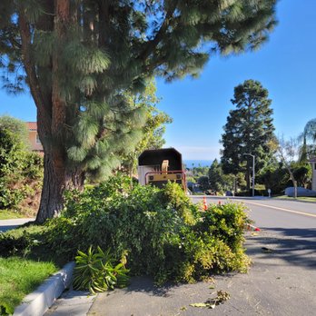 So Cal Pruners - Grinding branches - Tree Services Near Me So Cal Pruners - Grinding branches - Tree Services Near Me